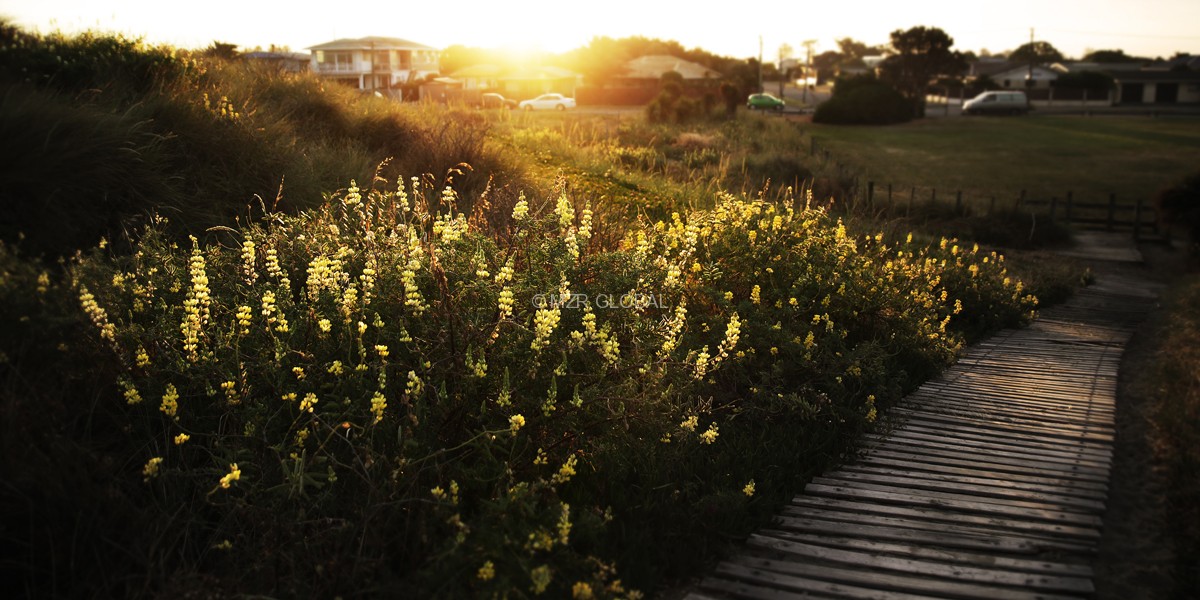 Landscape Series project image 10